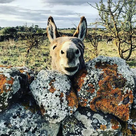 Le Corti Sarde דירה *