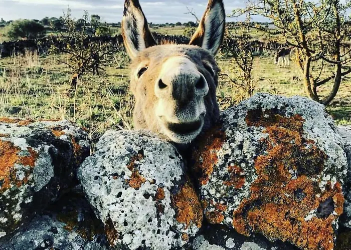 Le Corti Sarde Lejlighed *